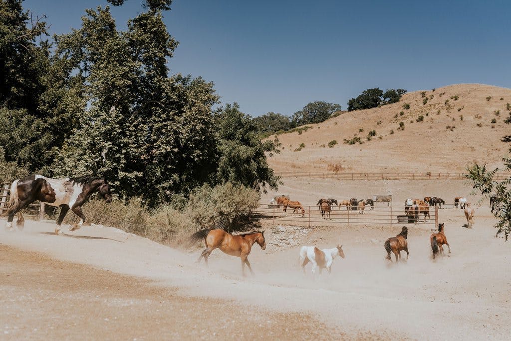 horse running in Santa Ynez Valley