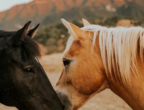 two horses nuzzling