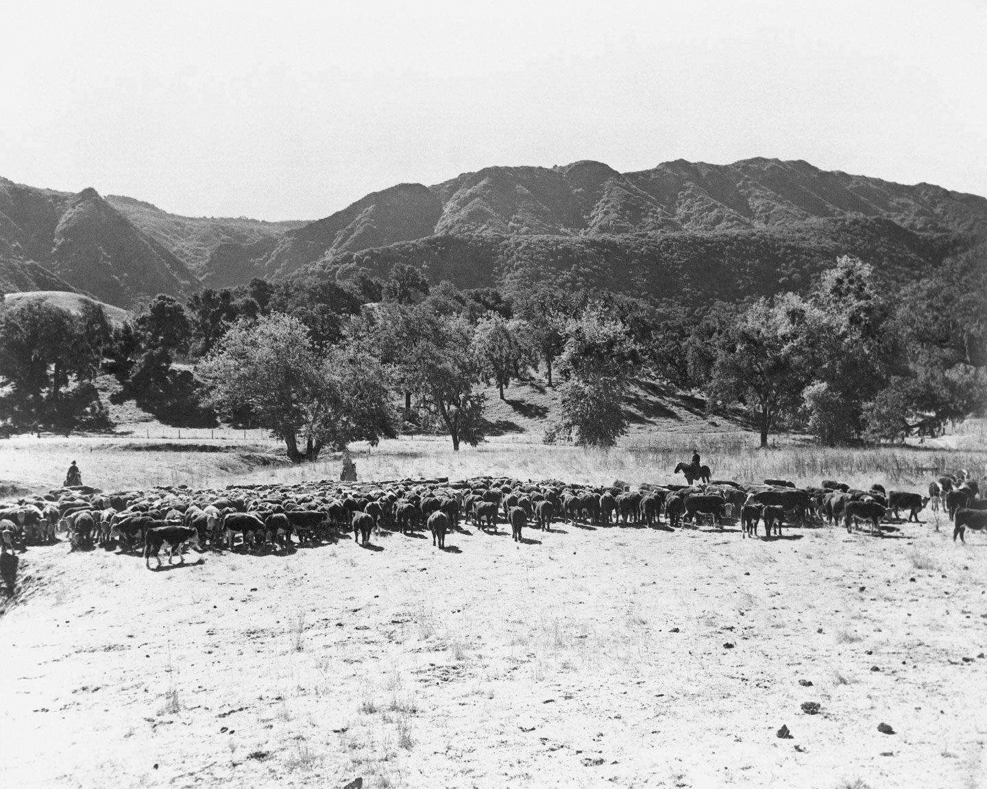 historical photo of cowboys on horses gathering cattle