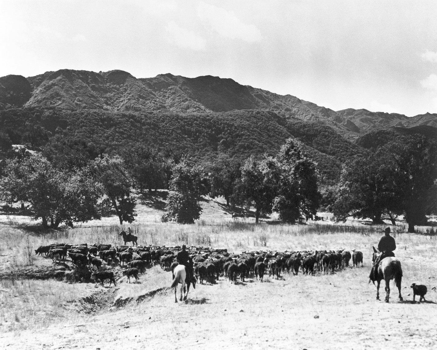 historical photo of cowboys gathering cattle