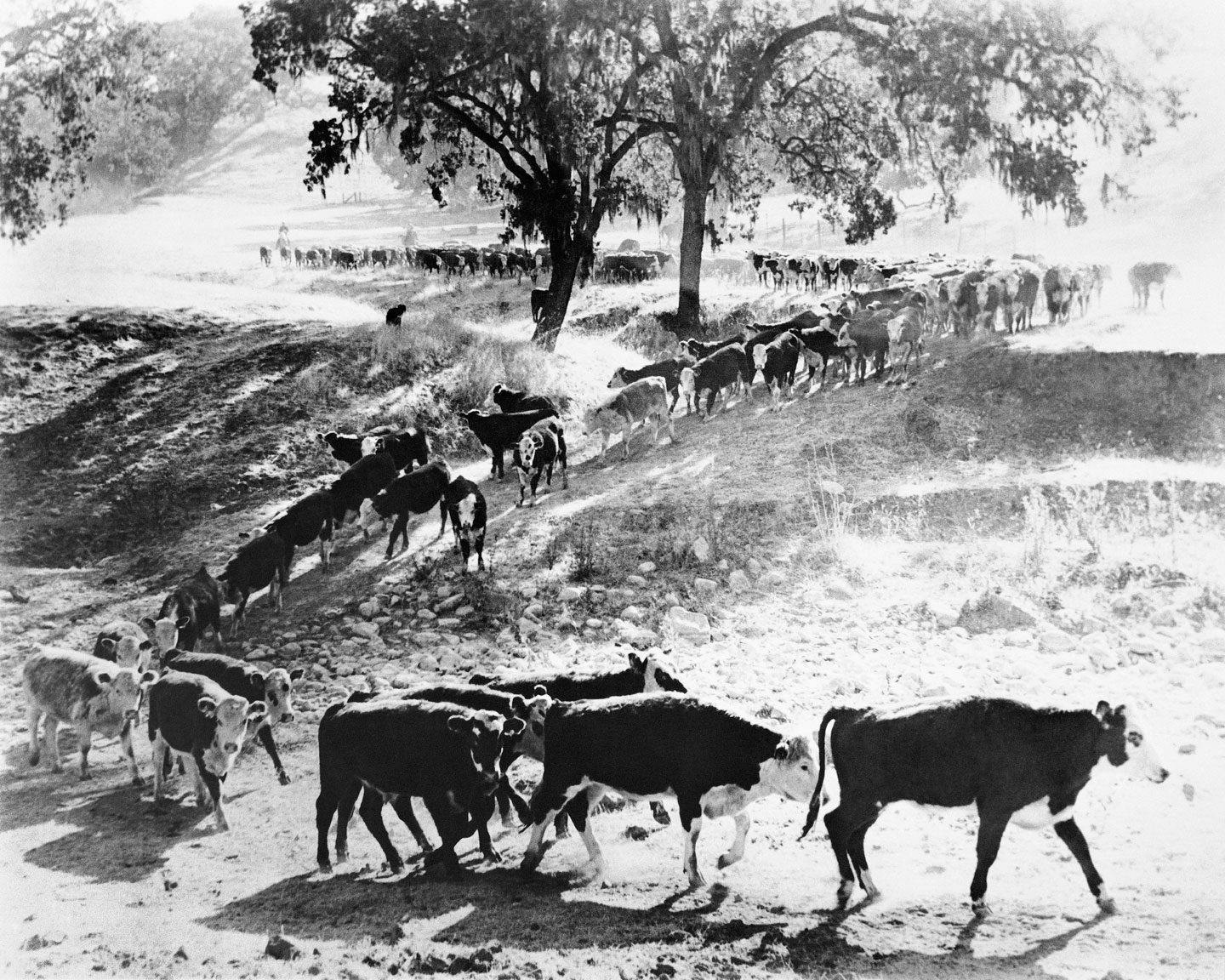 historical photo of cattle walking a path
