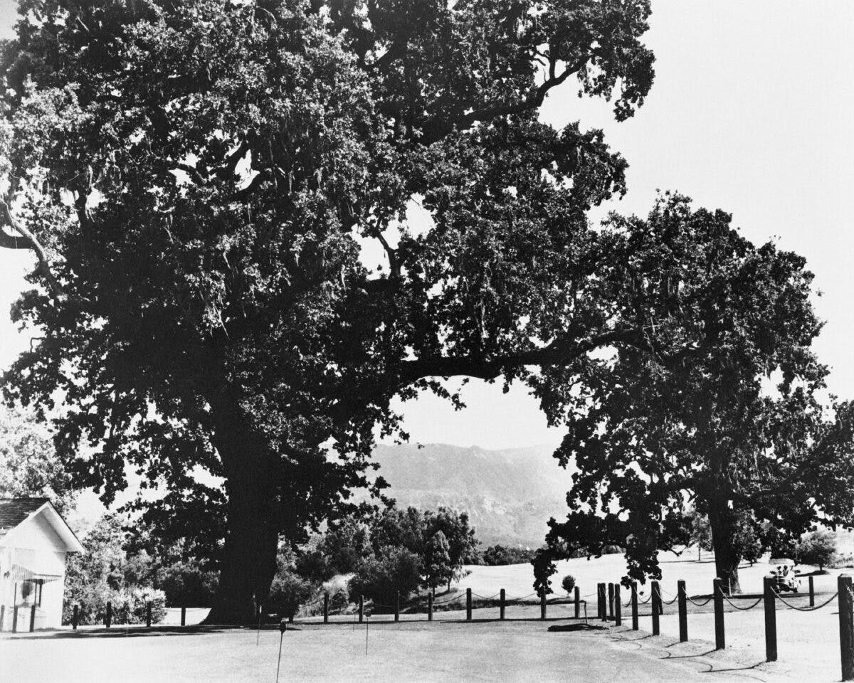 historical photo of trees and fenced area