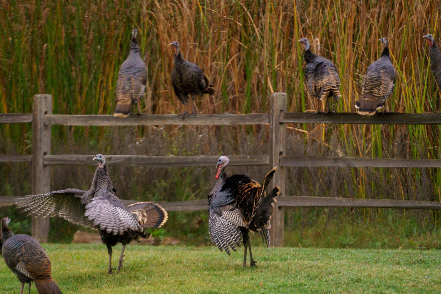 bunch of turkeys standing on the grass and fence