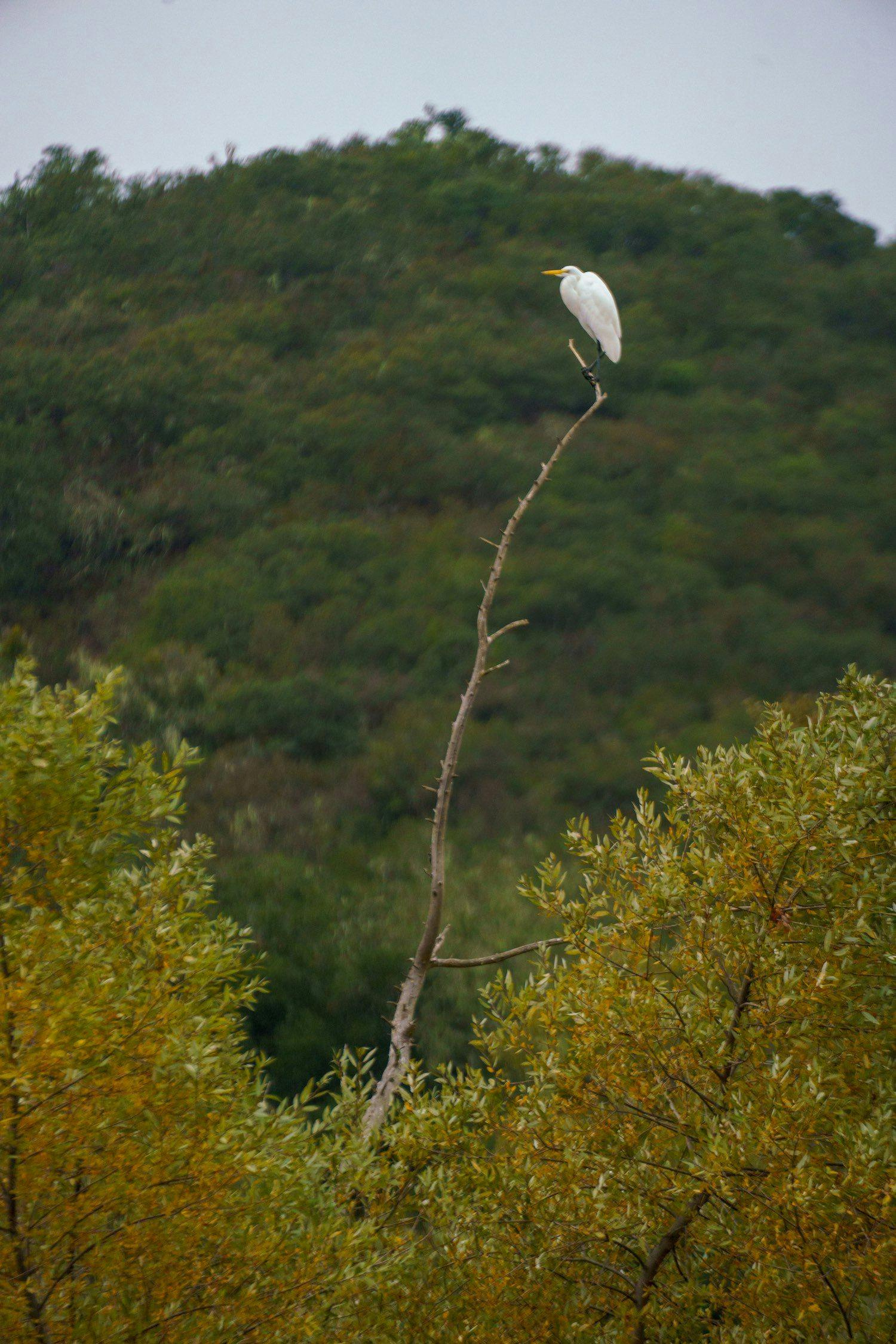 heron standing on a thin branch