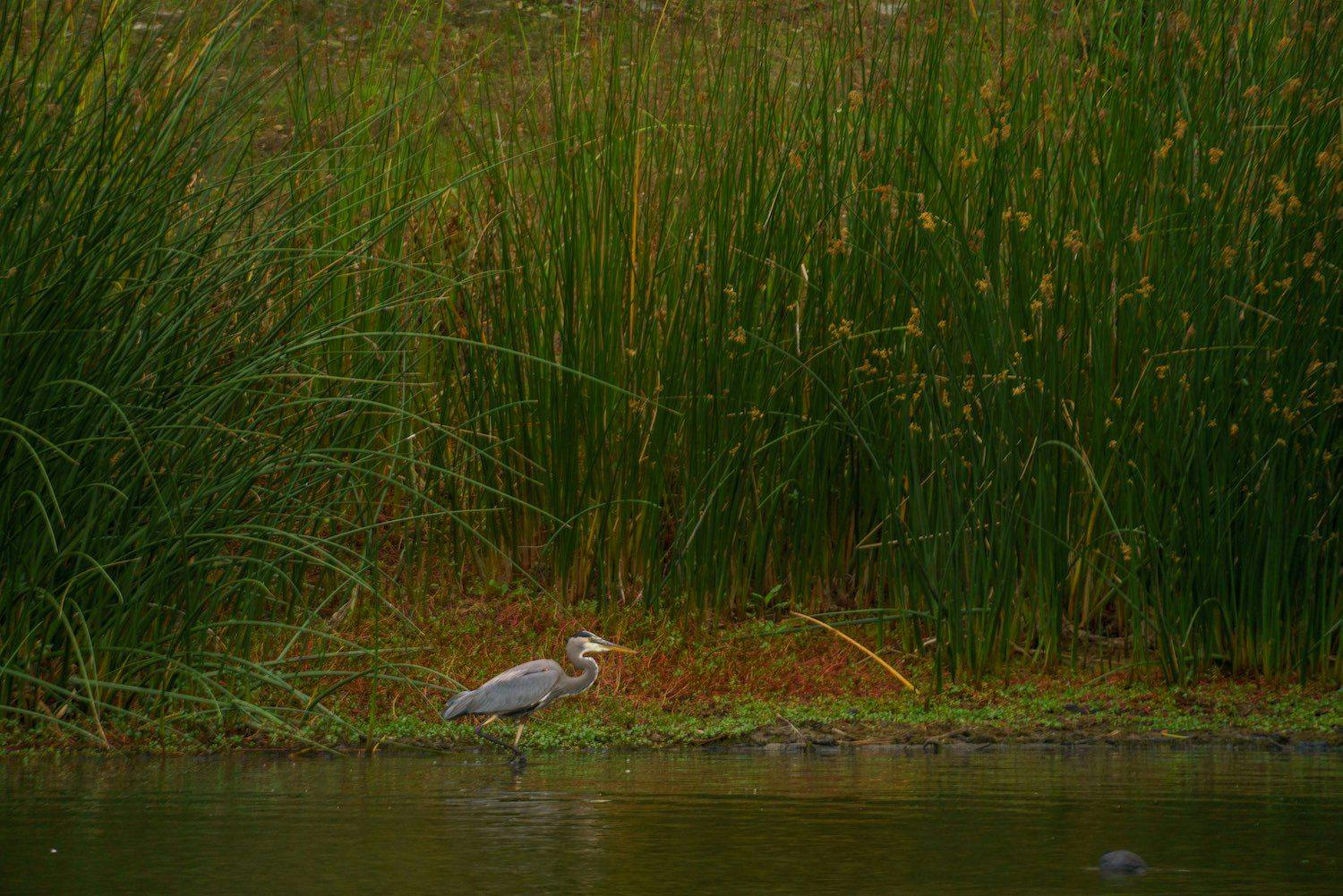 heron standing in the water