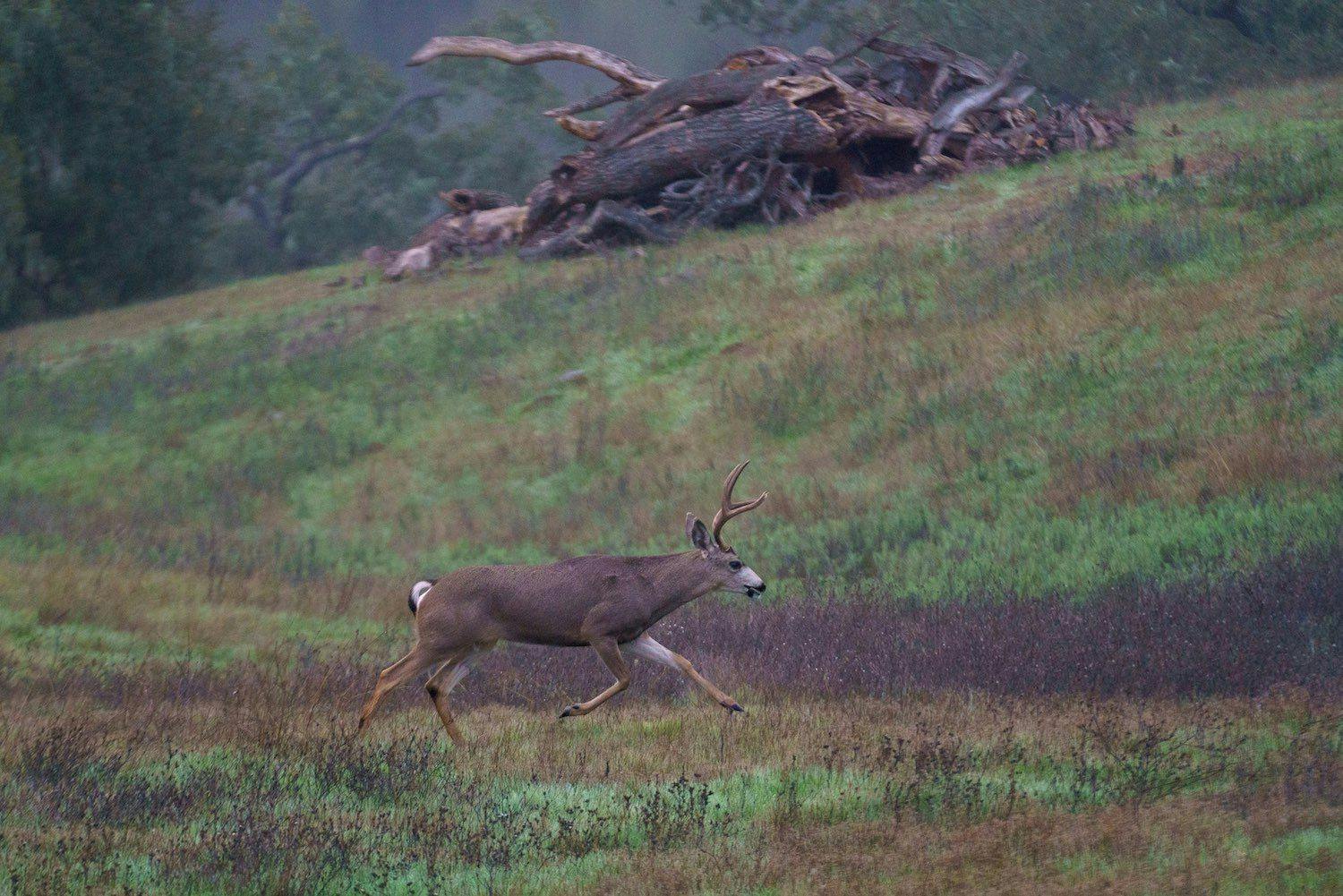 deer running on the meadow