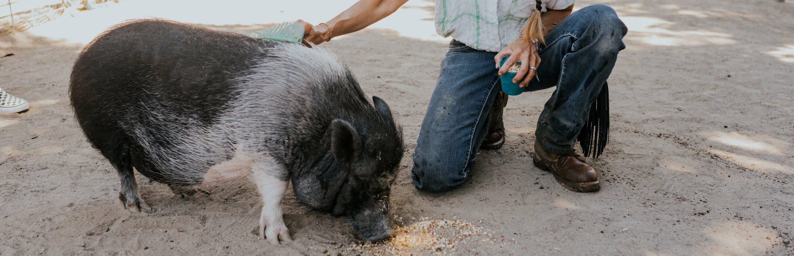 person brushing a hog