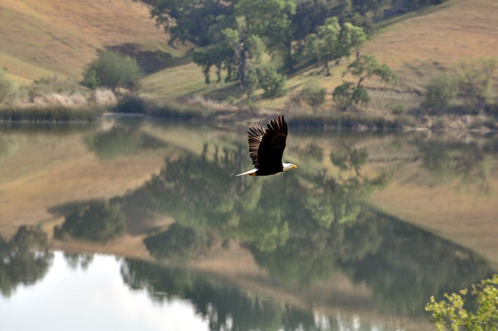 eagle flying over the river