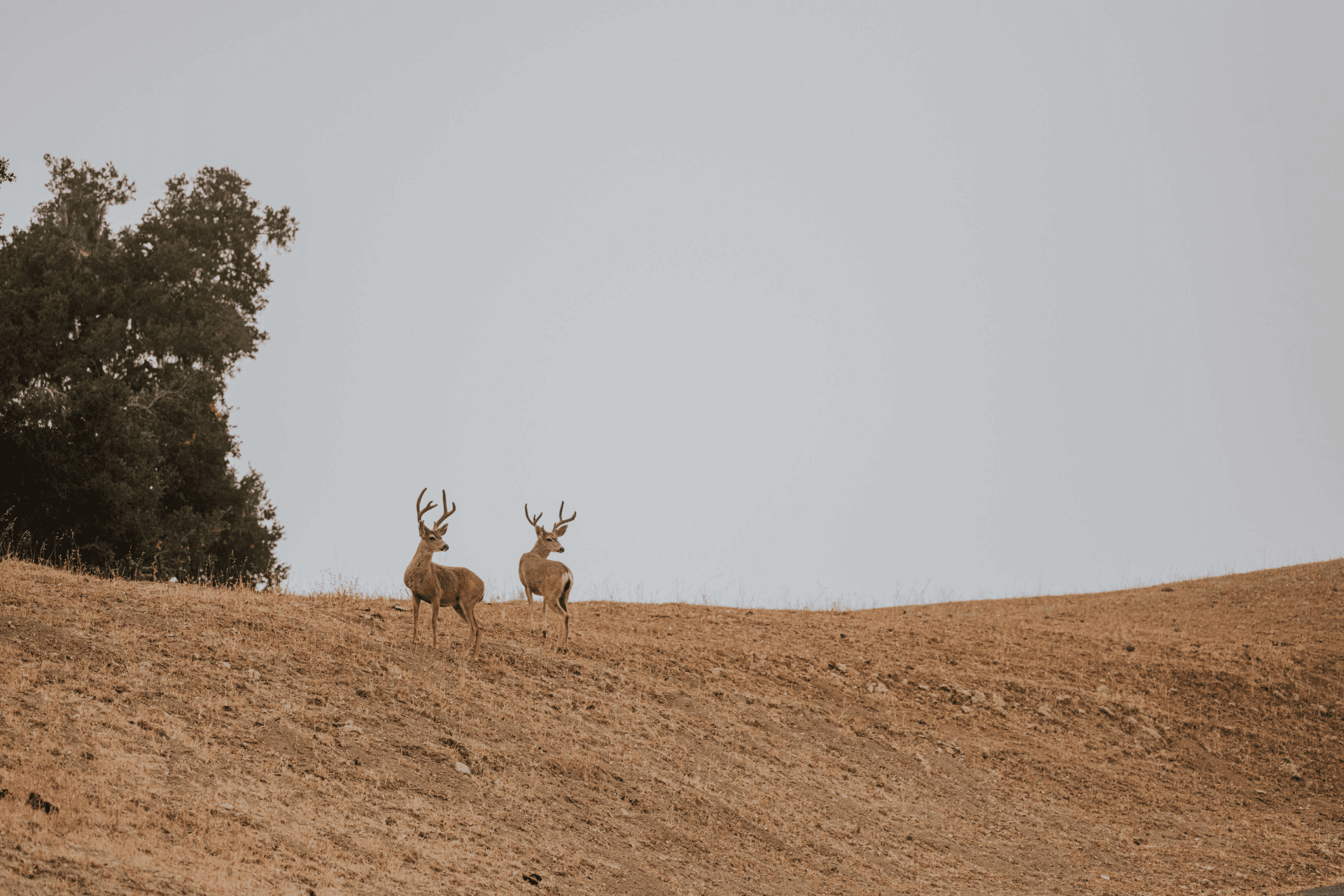 two deer standing on a hill