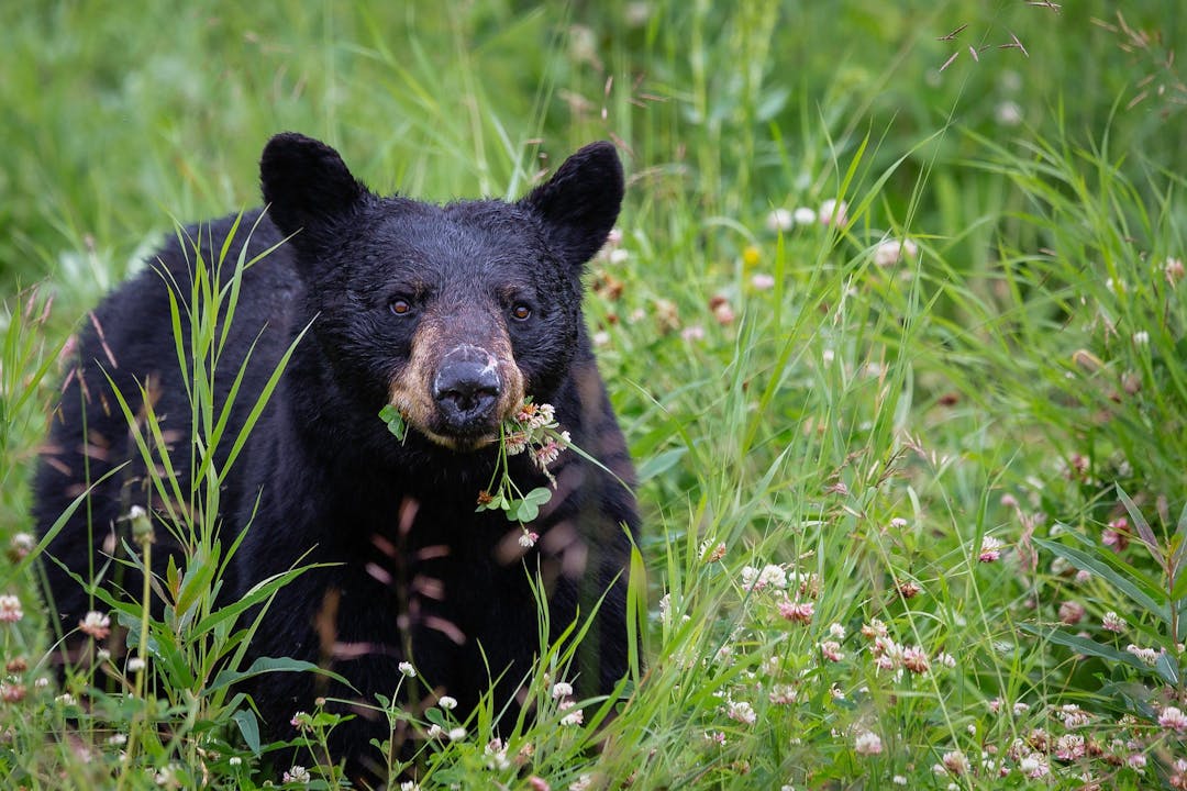 black bear eating flowers on the grass