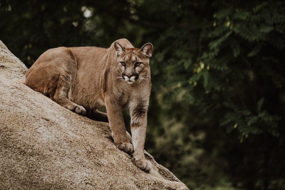 mountain lion standing on a rock