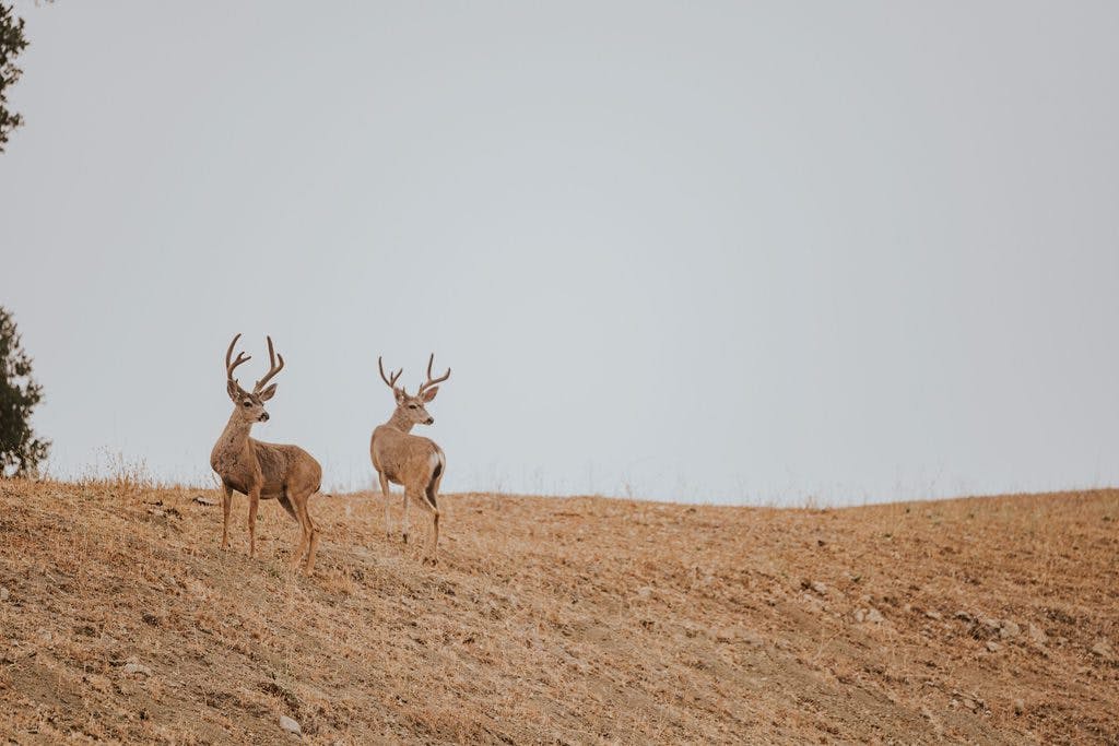 two deer on the terrain