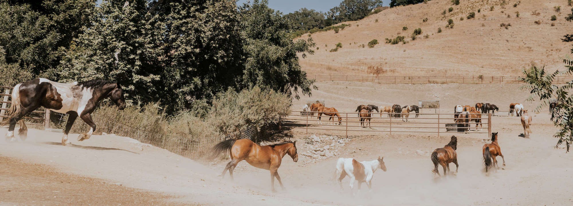 horses running on the dirt path
